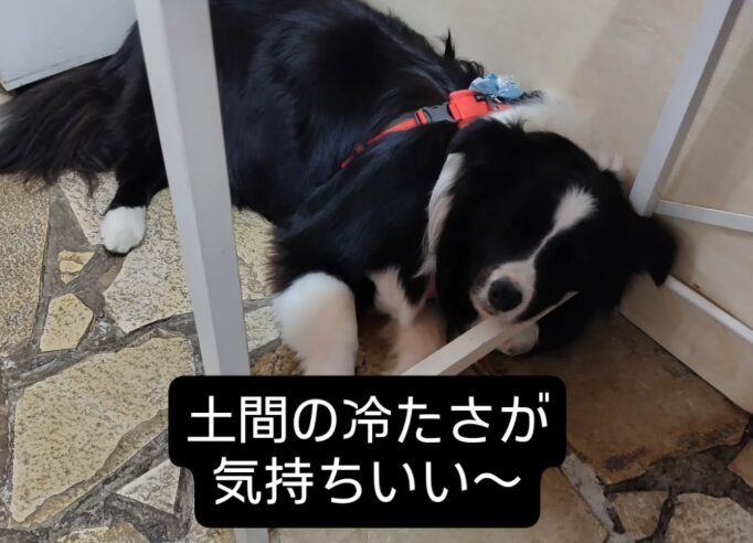 看板犬ナル